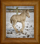 Northern Lights Elysian Fleur ~ 2018 ~ Chywoon Remington x Sid's Sugar Candy ~ Sold